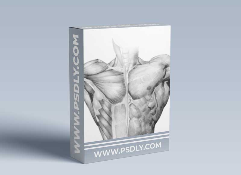 Watts Atelier - Anatomy Intensives Torso with Erik M. Gist