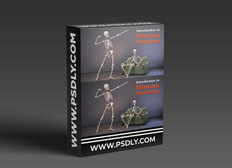 Anatomy of the Human Body for Artists: The Basics