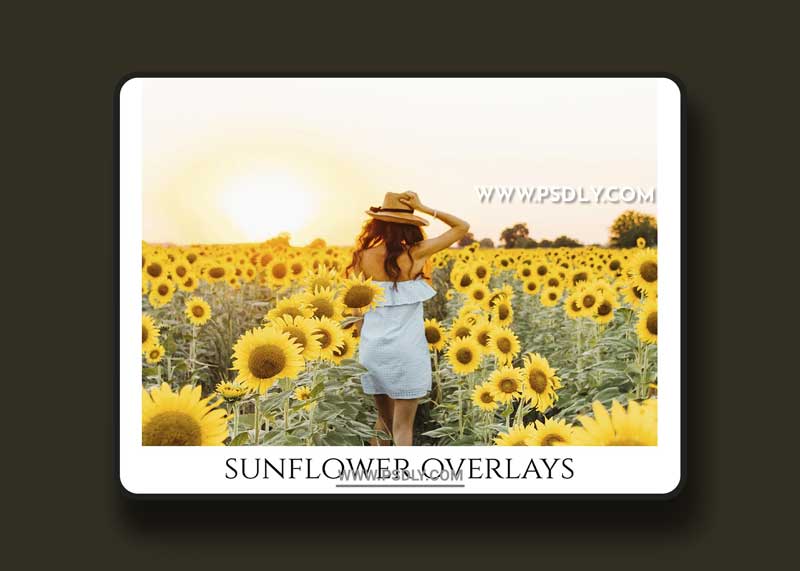 CreativeMarket - Sunflower Photoshop Overlays, PNGs 5264990