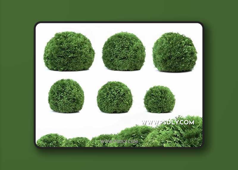 Thuja West Danica (Thuja occidentalis Danica)