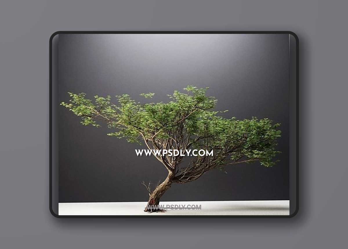 Acacia Tree 3d Model