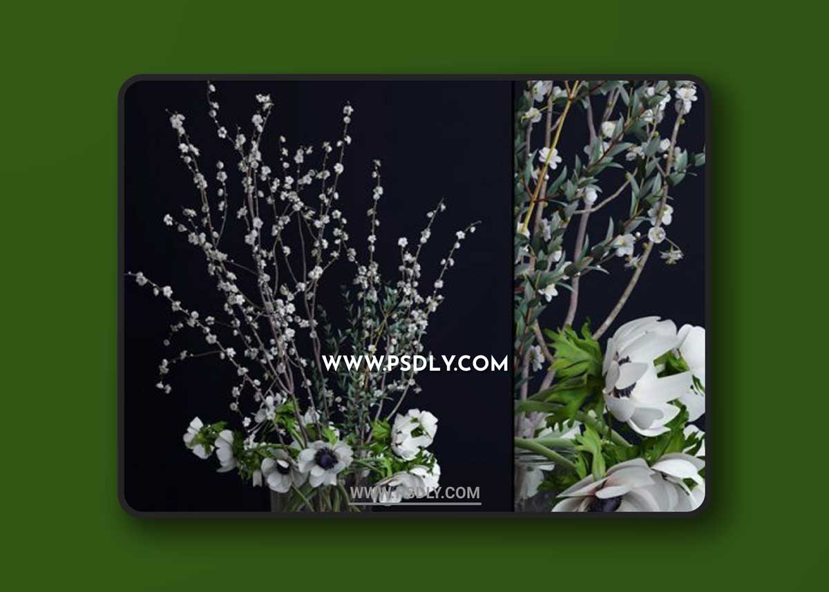 Anemones and branches 3D Models