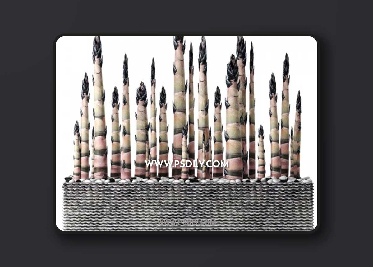 Bamboo Trees 3D Models