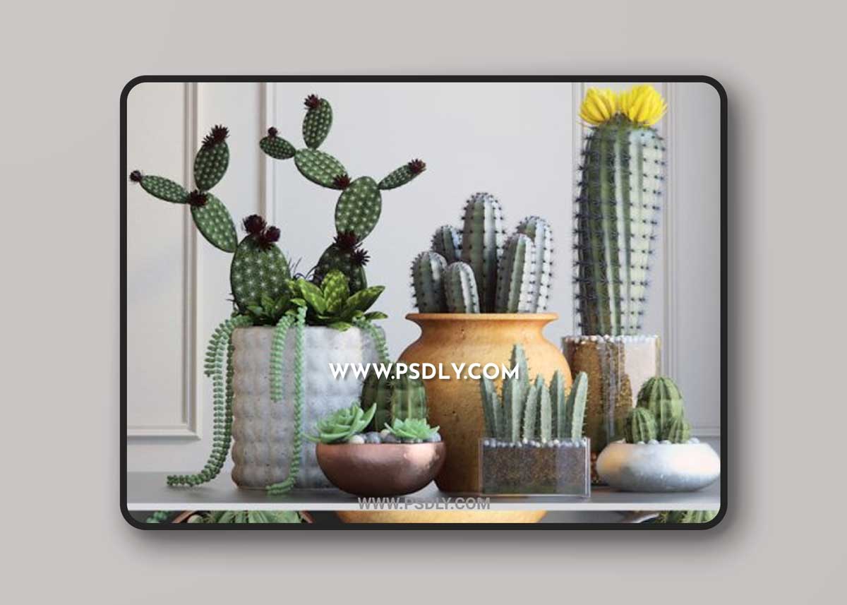Cacti 3D Model