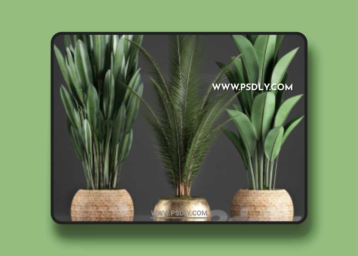 Collection of 360 Plants