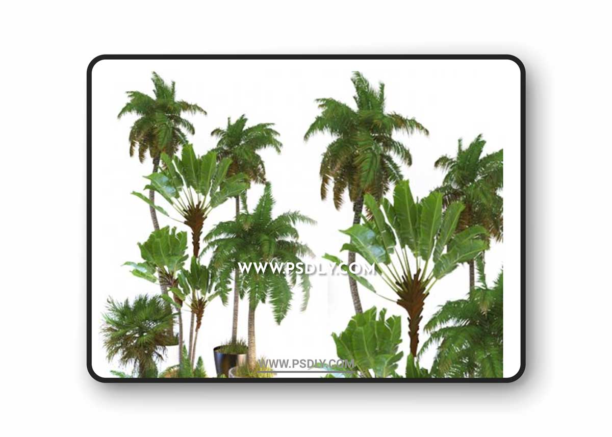 Palm Tree3 3D Model