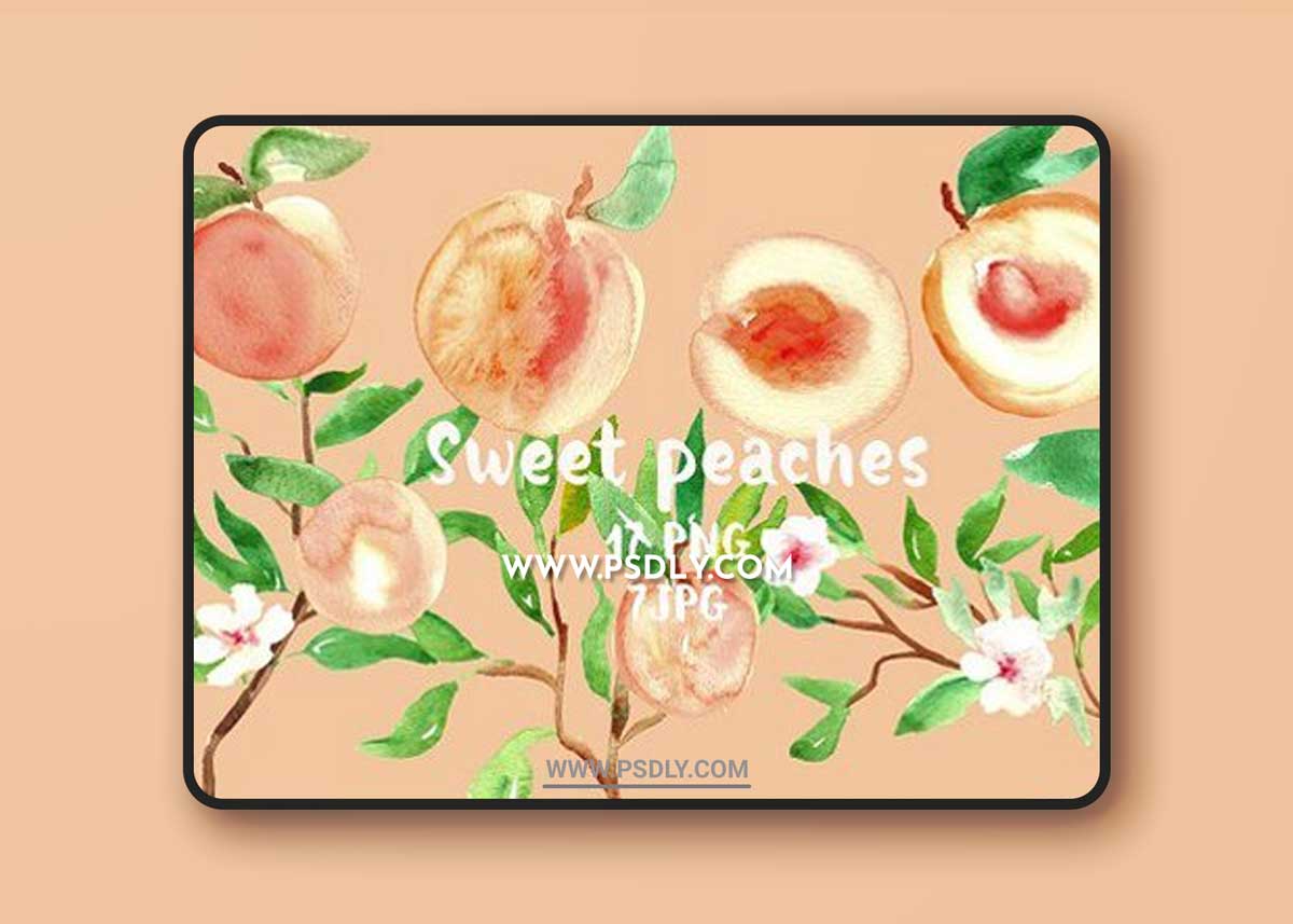Peach. Watercolor clip art