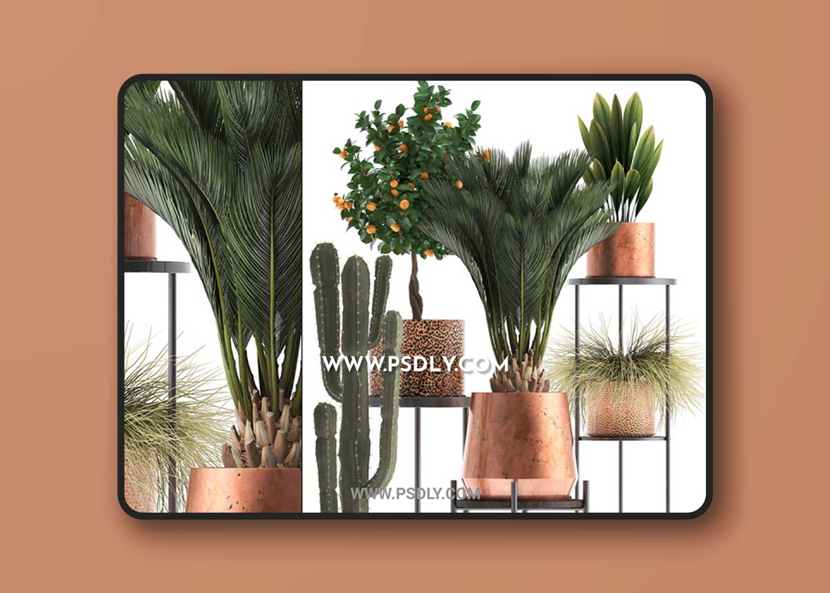 Plant Collection 288. Copper Cot