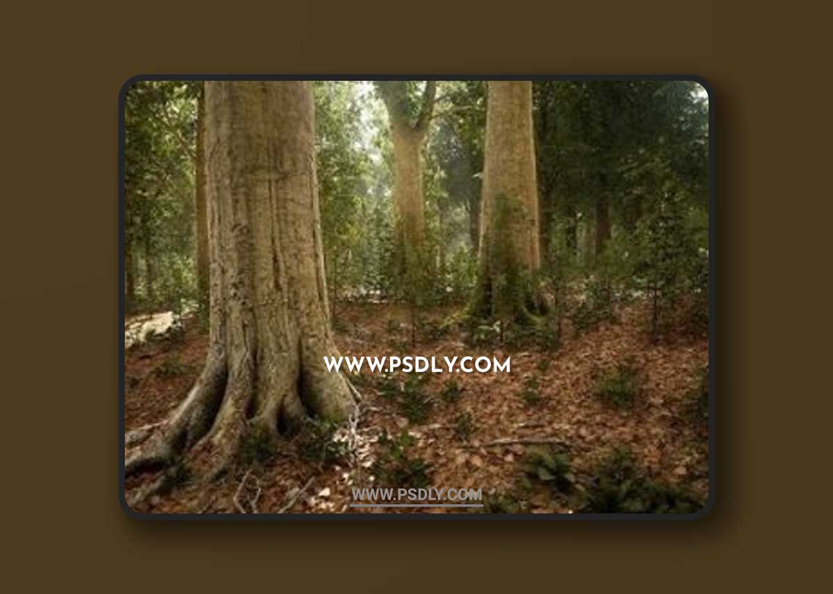 Unreal Engine - MW Broadleaf Trees Forest Biome