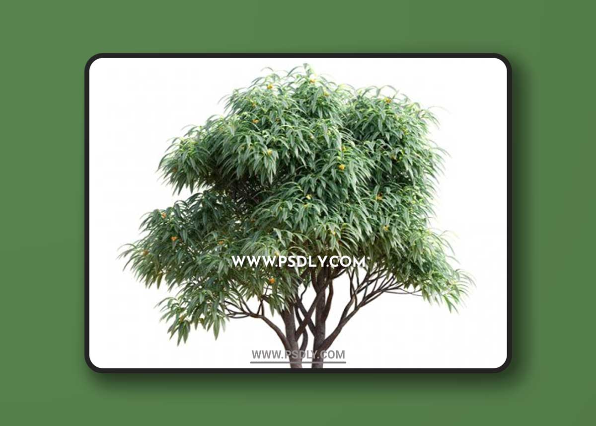 Deciduous tree with fruit - Medlar 3D Models