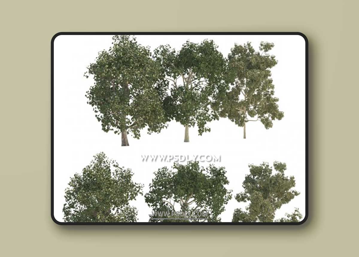 Three trees 3D Models