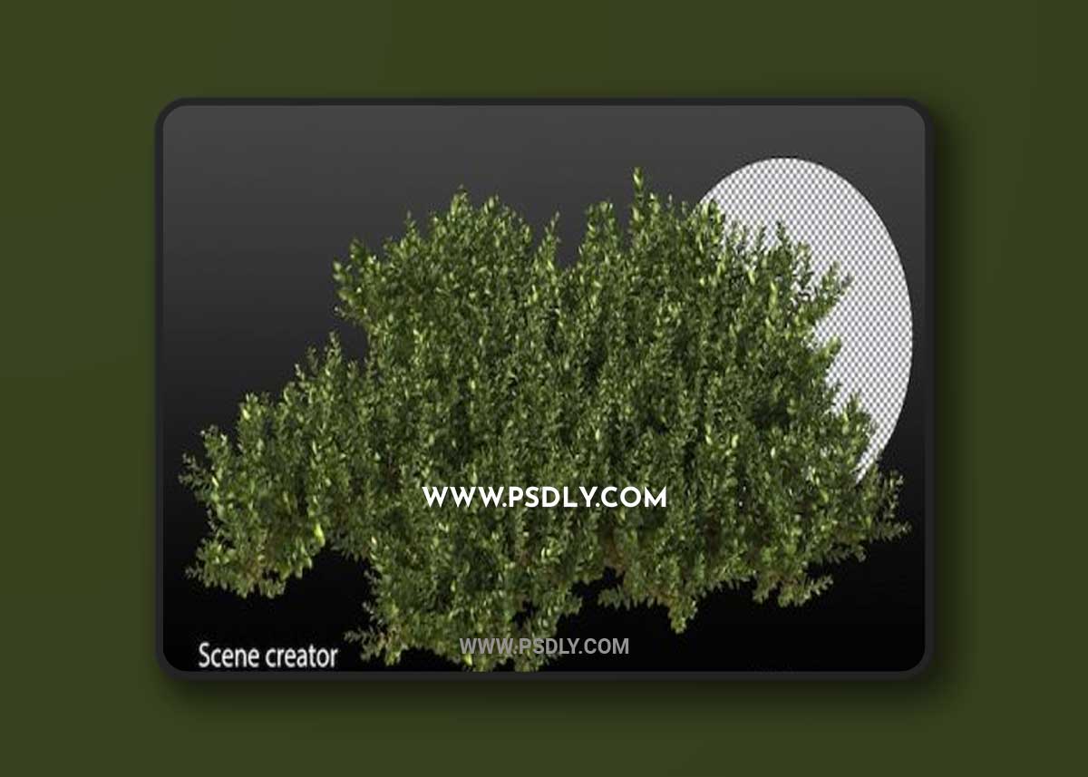 Variety of small plants isolated small plants