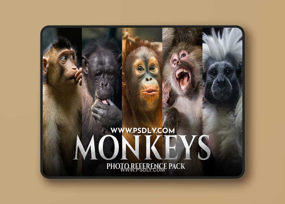Artstation - Satine Zillah - Monkeys - Photo Reference Pack For Artists