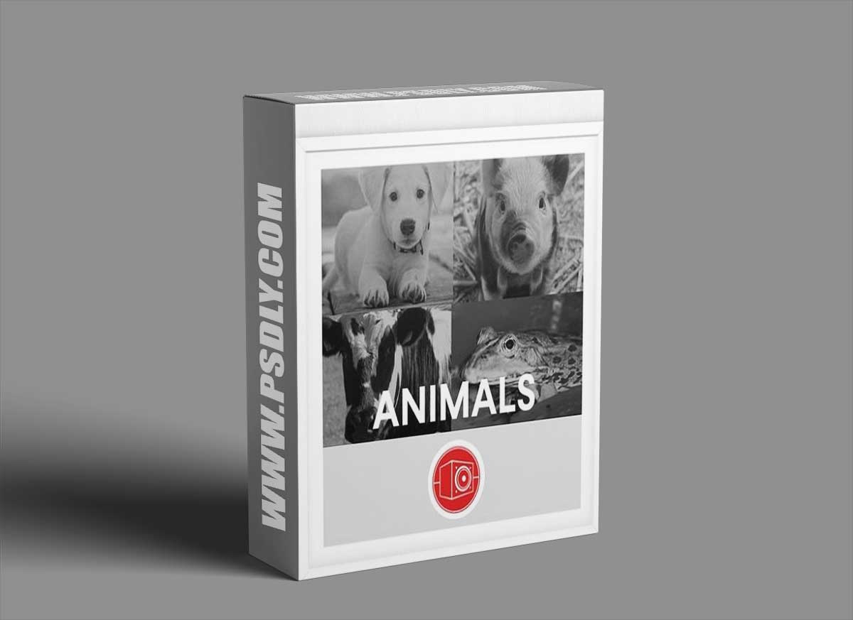 Big Room Sound Animals WAV-FANTASTiC