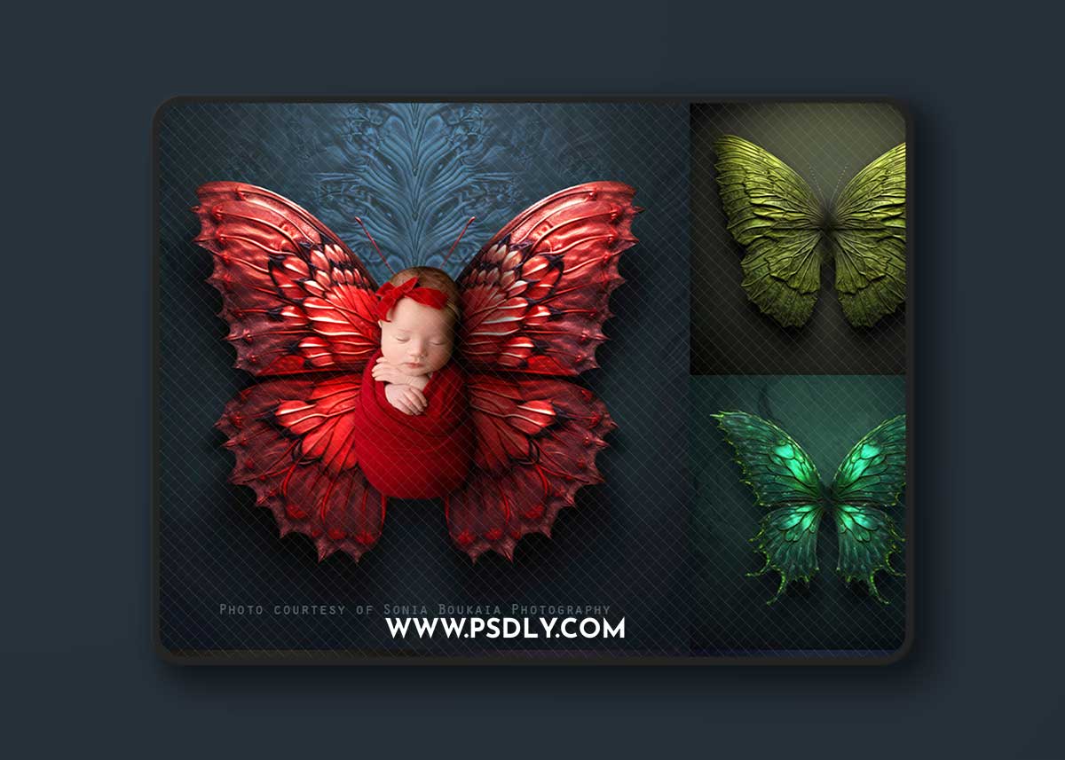 Squijoo - Butterfly Wing Digital Backdrops