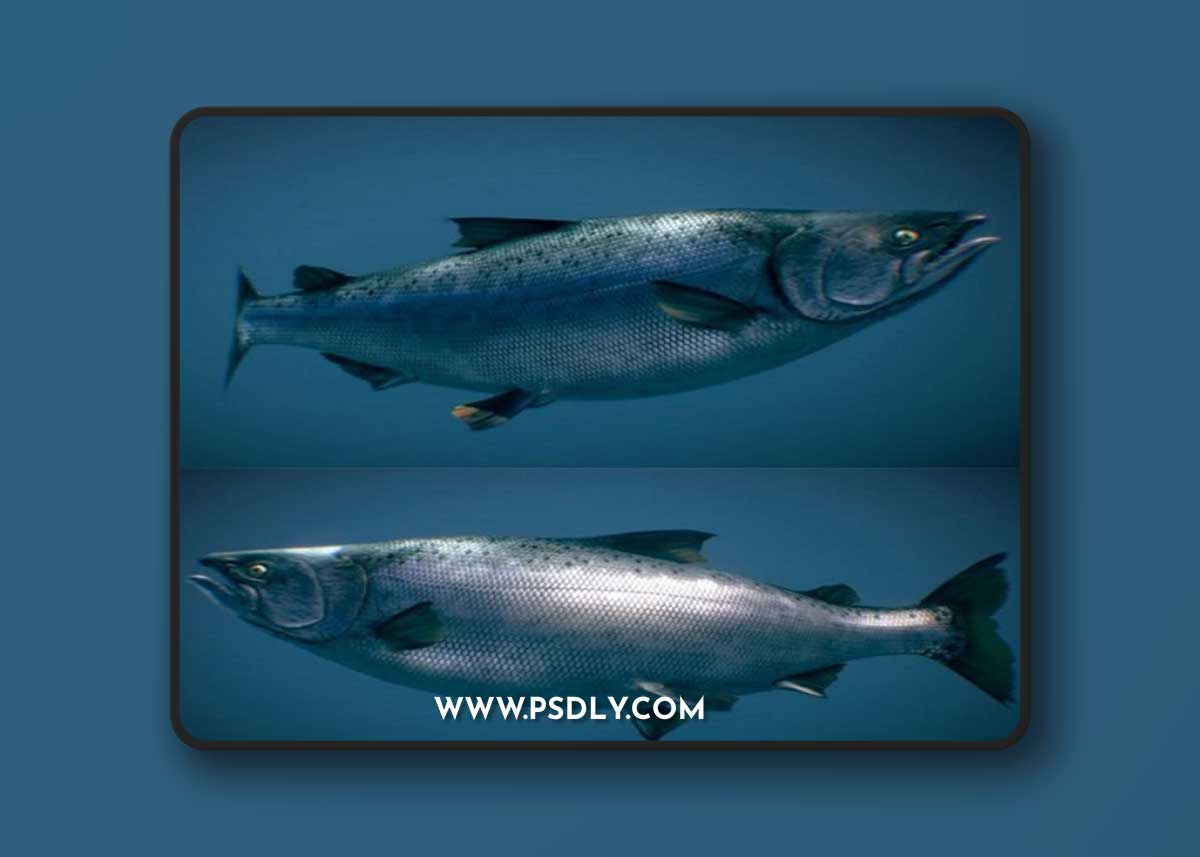 Chinook Salmon (Ocean phase) 3D Model