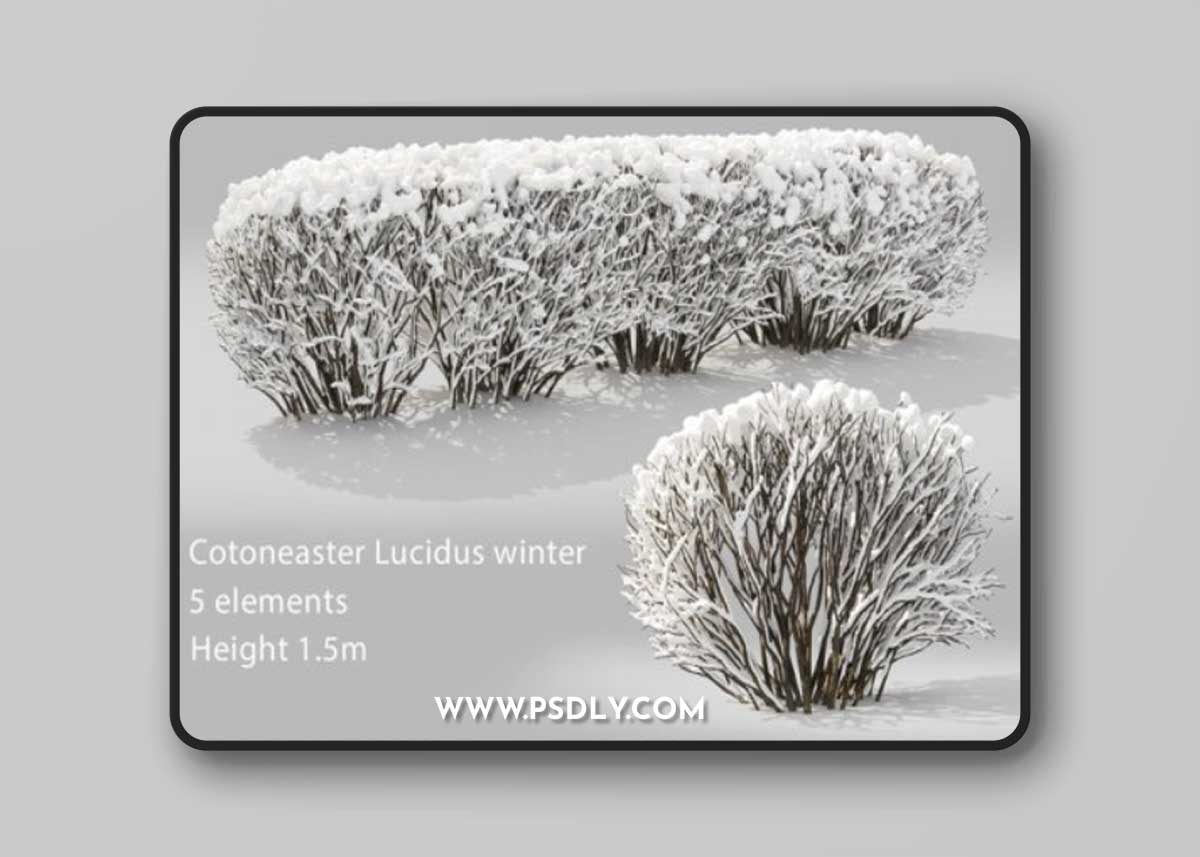 Cotoneaster winter