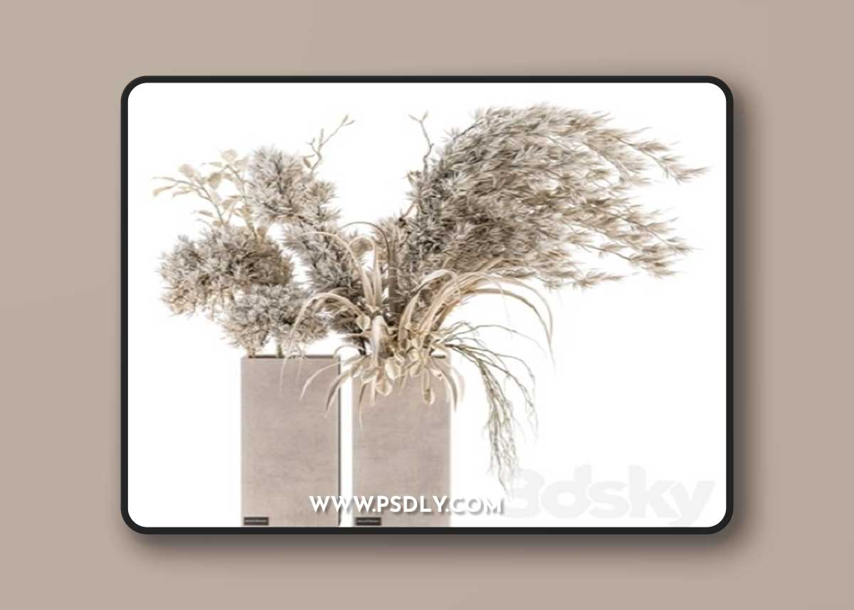 Dry plants 39 – Dried Plant Pampas