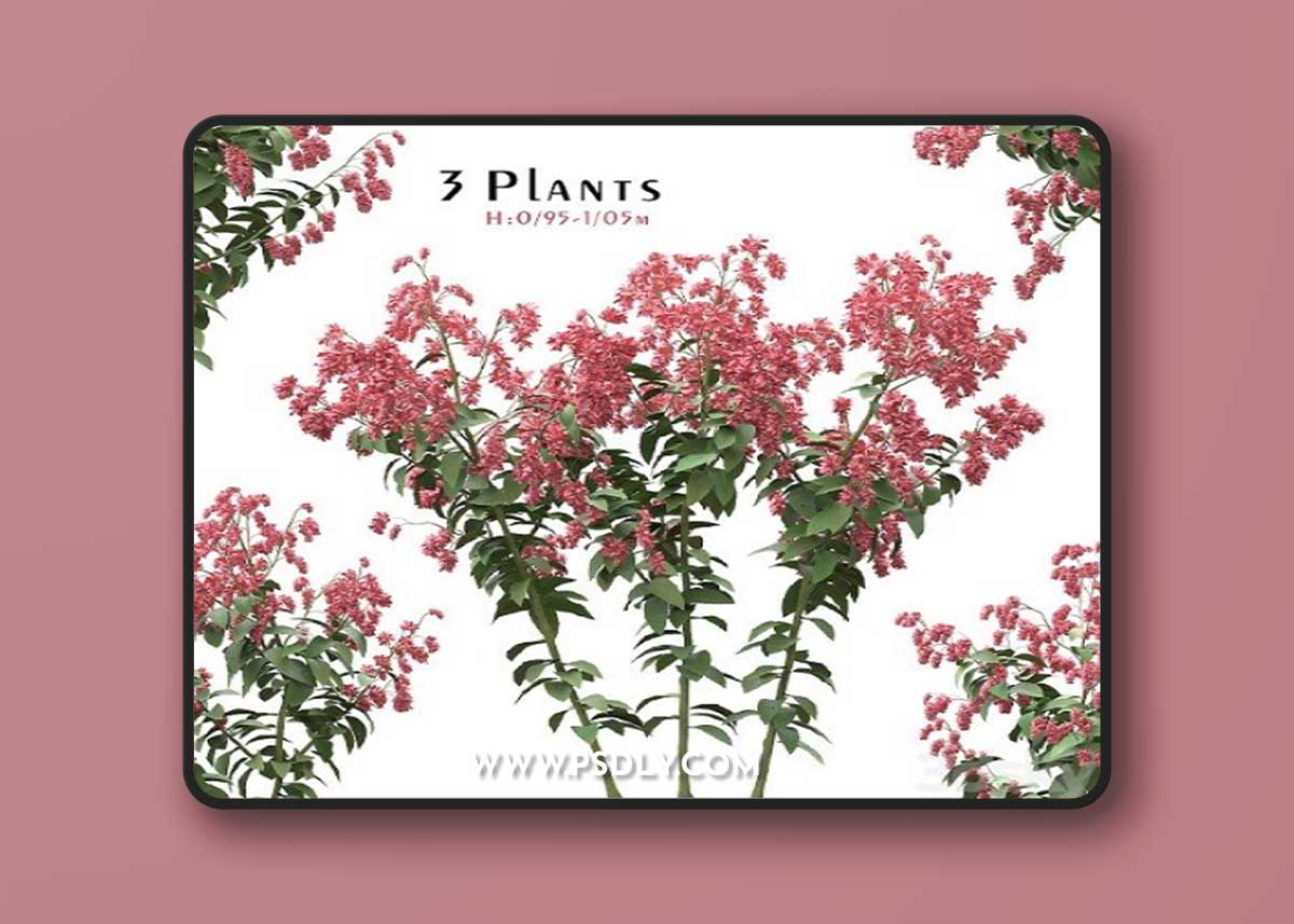 Set of Polygonum Orientale Plant