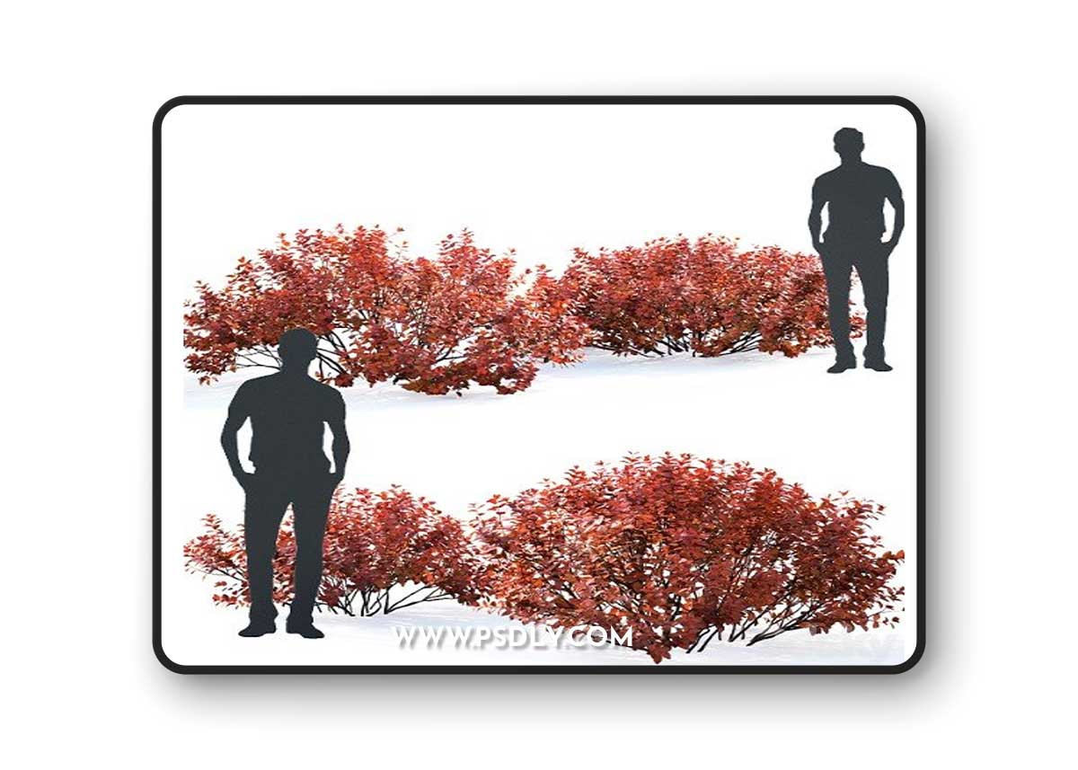 Spirea betulifolia (Autumn)