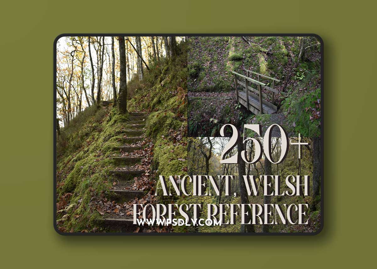 Artstation - Reference pack | 250+ Ancient Welsh Forest images