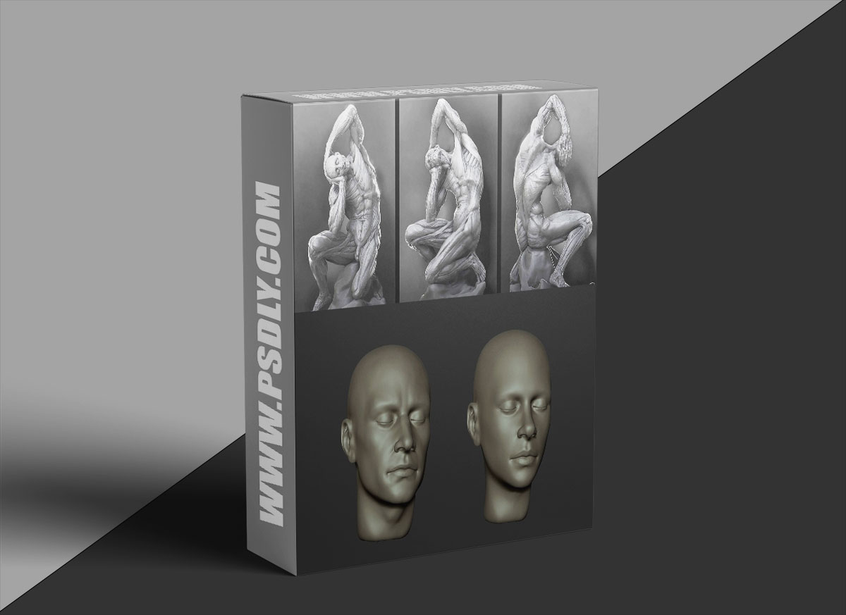 CGMA – Anatomy For Production