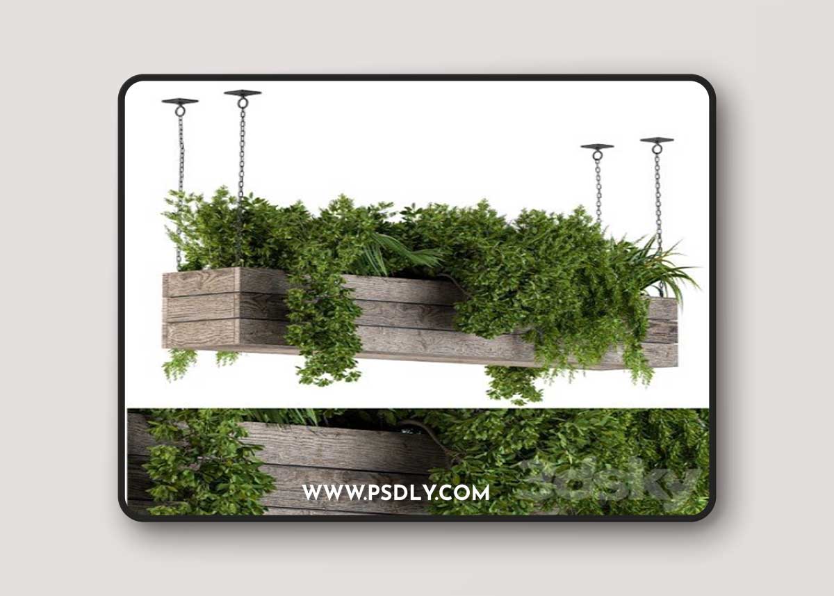 Hanging Plants in Wooden Box