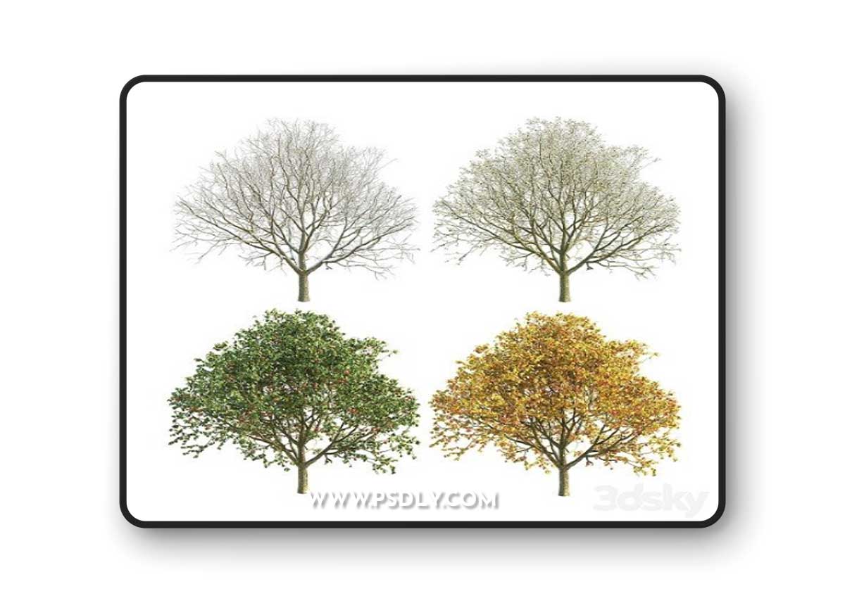 Pro 3DSky - Apple Tree 3 Season