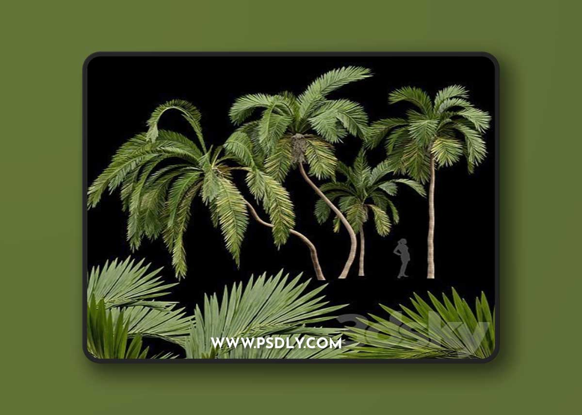 Pro 3DSky - Queen Palm 4 Trees Syagrus Romanzoffiana