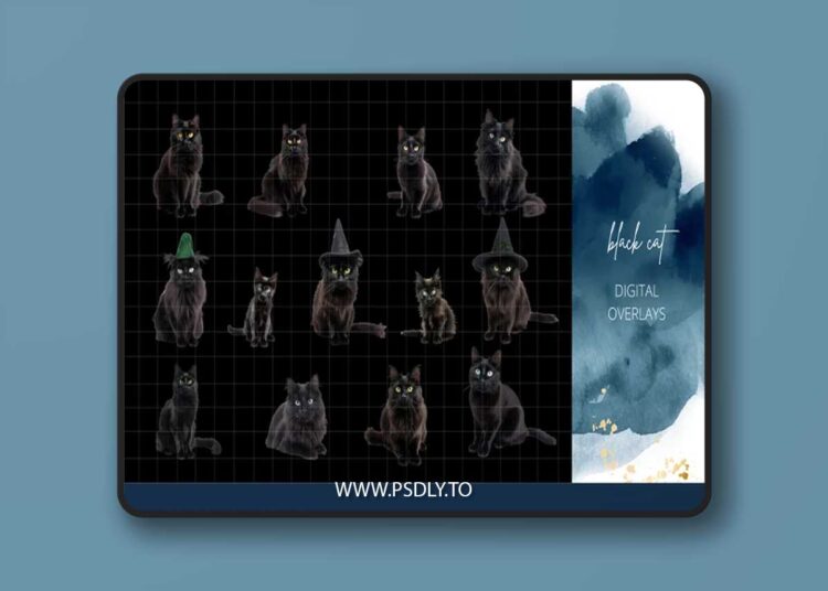 Finding North Education - Black Cat Digital Overlays 1 Finding North Education - Black Cat Digital Overlays