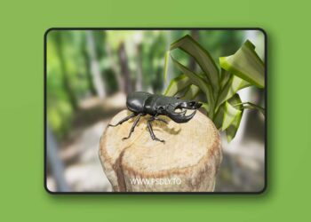Insect Pack (4.19 - 4.27)