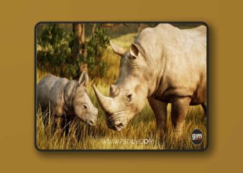 Animalia - White Rhinoceros (pack)