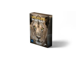 Zenzcourses - Wildlife Portrait Editing