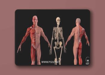 Human Anatomy Male Muscular System and Skeleton